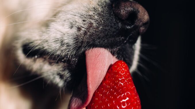Är jordgubbar farligt för hundar